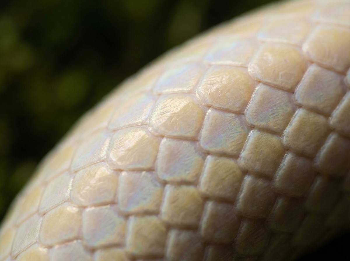 网红主播蟒蛇微距视频 - 蟒蛇鳞片微距摄影技巧分享
